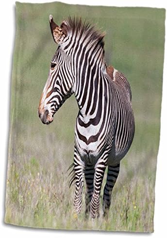 3drose Grevys Zebra הוא ה- Wild Equid הגדול ביותר, בסכנת הכחדה, קניה, אפריקה. - מגבות